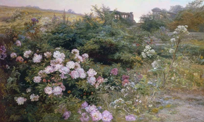 In voller Blüte